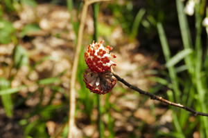 Edgeworthia Chrysanthia Red Dragon       